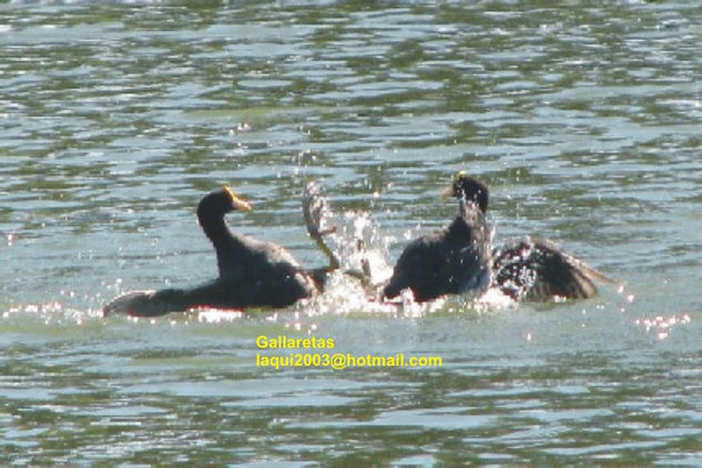 Batalla Naval Naturaleza Color (Digital)