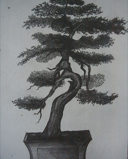 Coleccion bonsai