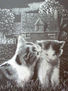 gatos
