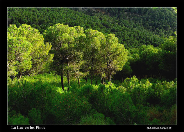 Luz en los Pinos Nature Color (Digital)