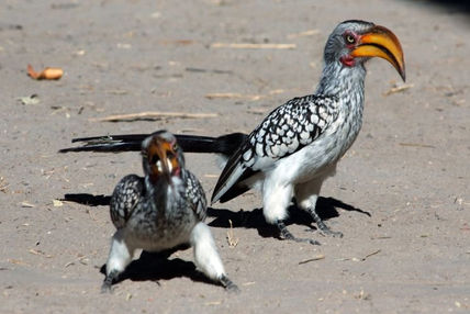 Aves