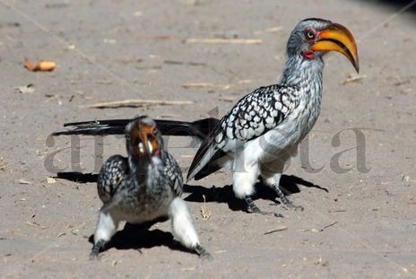 Aves
