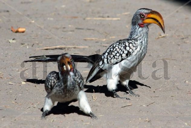 Aves