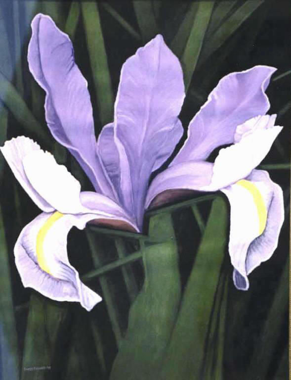 FLOR., LIRIO ESPAÑOL.