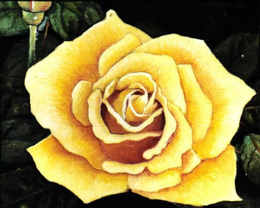 FLOR., ROSA  AMARILLA.