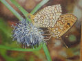 Mariposas