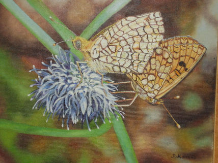 Mariposas