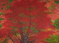 Color de otoño