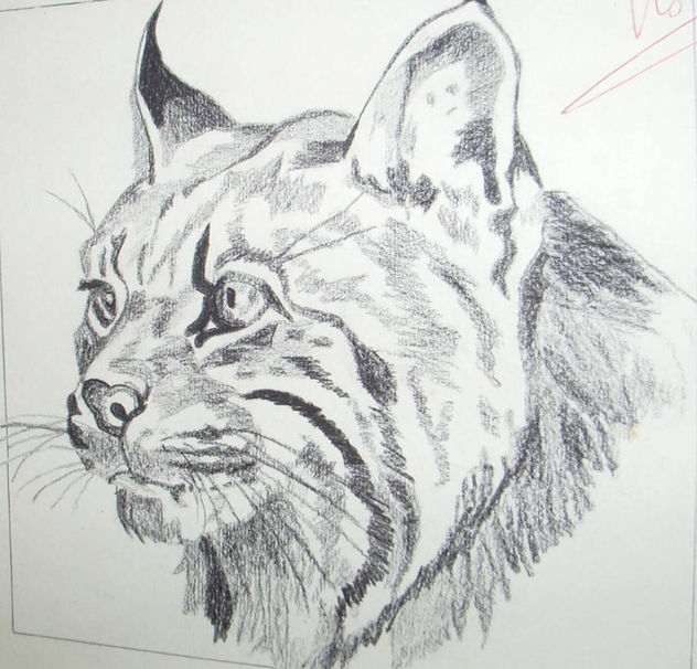 Belleza de Lince