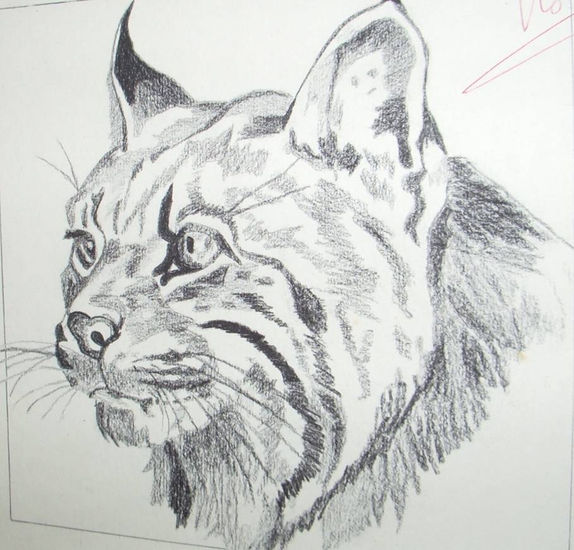 Belleza de Lince 