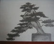 coleccion bonsai