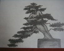 Coleccion bonsai