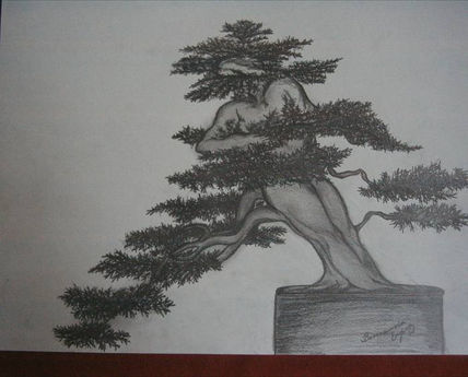 Coleccion bonsai