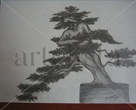Coleccion bonsai