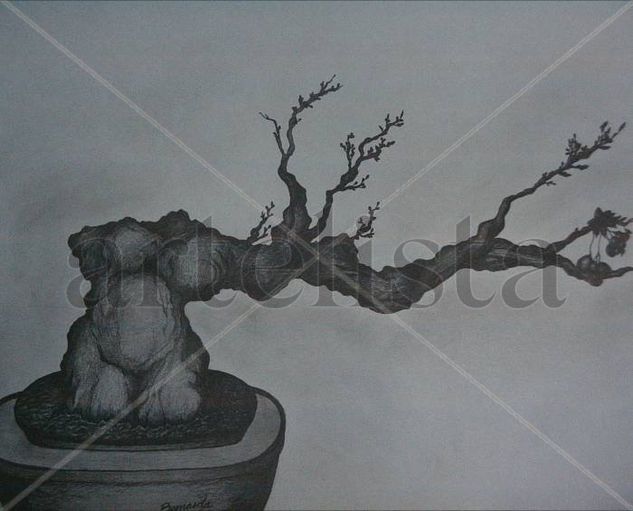 coleccion bonsai Charcoal