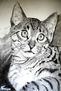 gatico con fondo