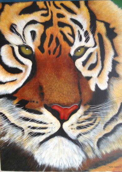 Tigre Soñoliento Oil Canvas Animals