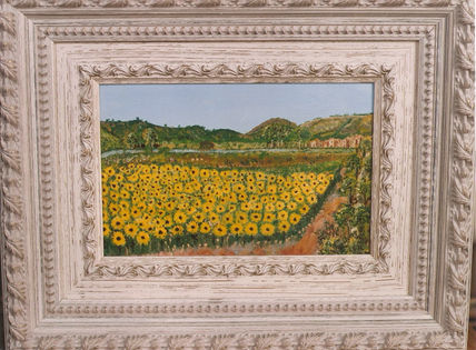 Plantio de girasoles