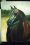 caballo