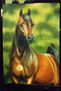 caballo