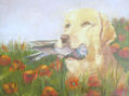 LABRADOR CON PALOMA