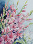 Gladiolas