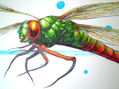 libelula