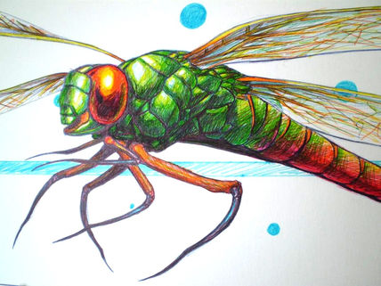 Libelula