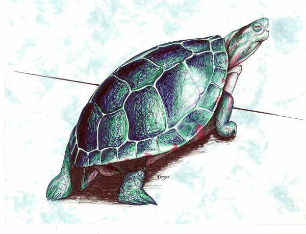 Tortuga Tinta