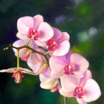 SERIE PAJAROS/FLORES/PAISAJES/ANIMALES thumbnail 2