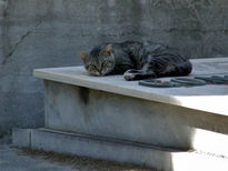 El gato del cementerio