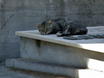 El gato del cementerio