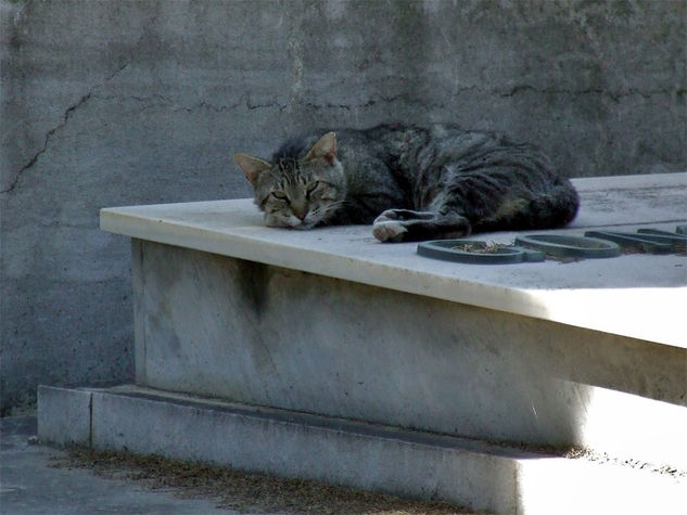 EL GATO DEL CEMENTERIO 