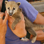 Animales thumbnail 1