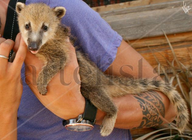 COATÍ