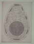 Ovum
