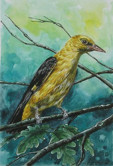 oropendola Watercolour Panel