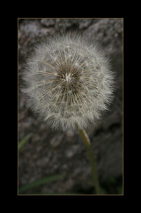 Macro Flor 7