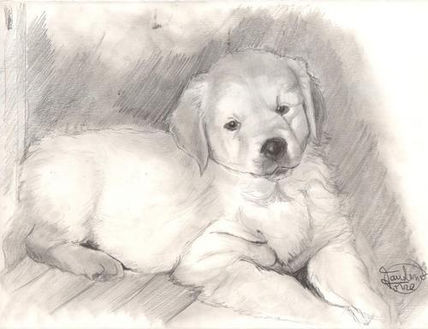 Perrito