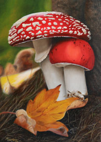 Amanita Muscaria