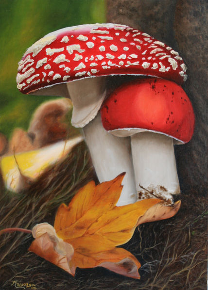 Amanita Muscaria