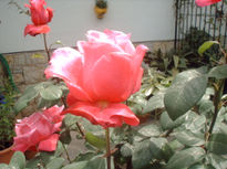 Rosas rosas.