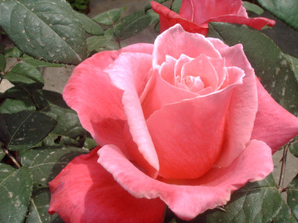 Una rosa rosa