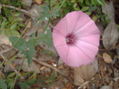 CAMPANILLA.