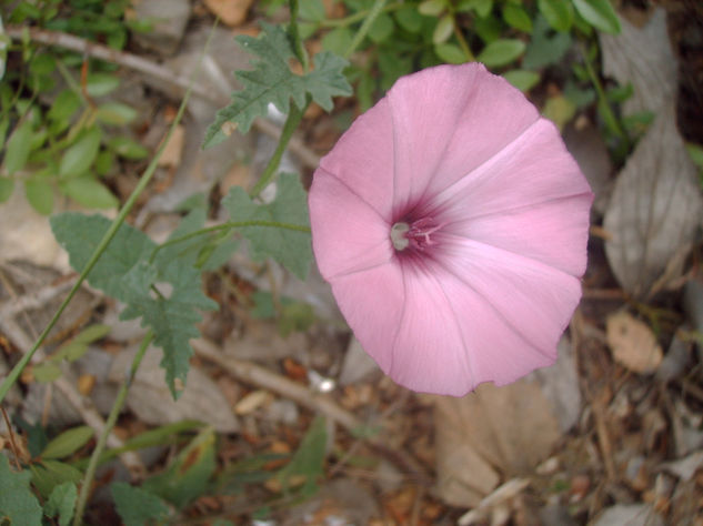 CAMPANILLA. 