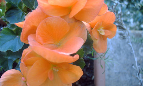 NARANJAS