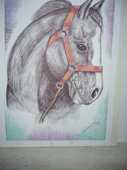 Caballo campo