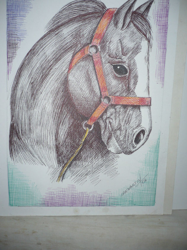 caballo campo