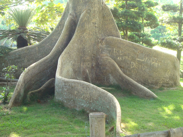 raiz japonesa