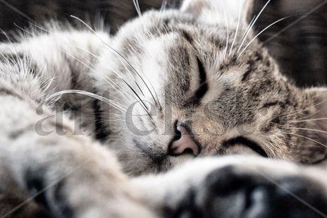Gato